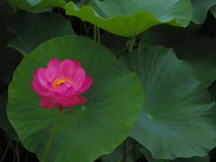 初夏の花