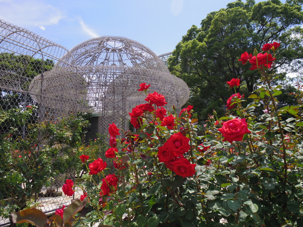公園のバラ