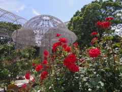 公園のバラ