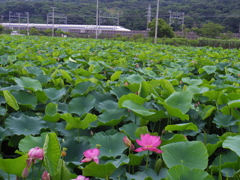 新幹線と池の蓮
