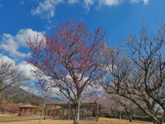 早春の公園の梅