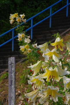 百合の里に咲く