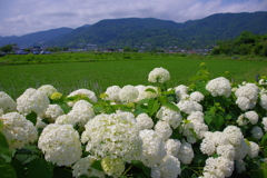 初夏の里山