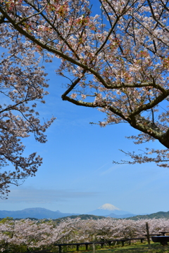 富士と桜