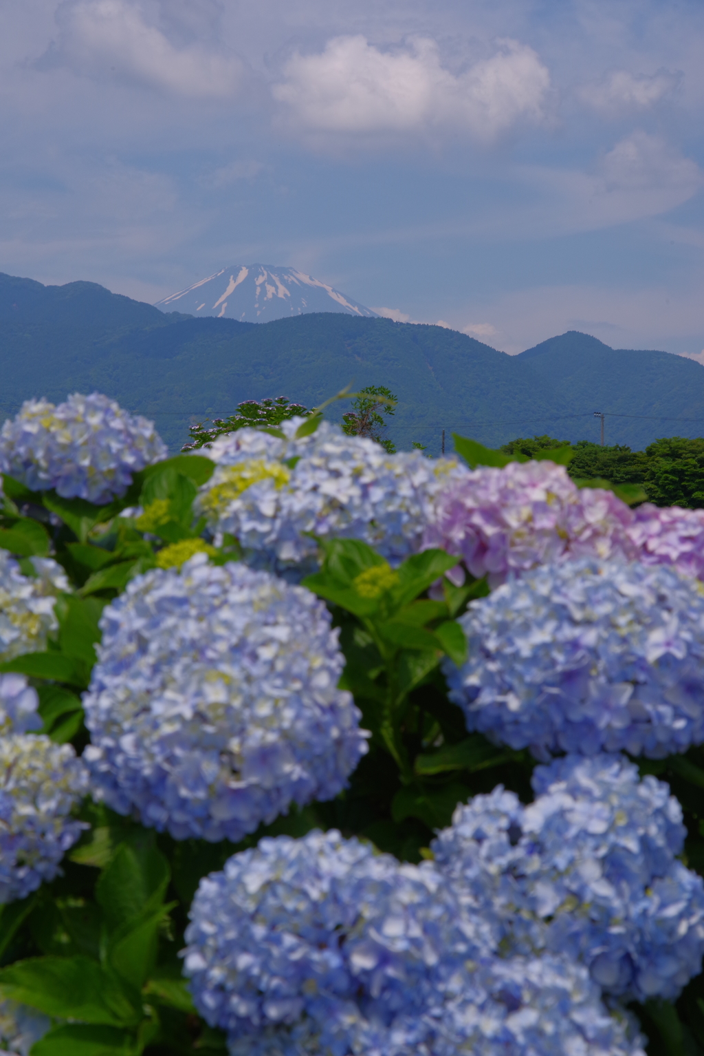あじさいと富士
