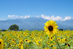 夏山とひまわり