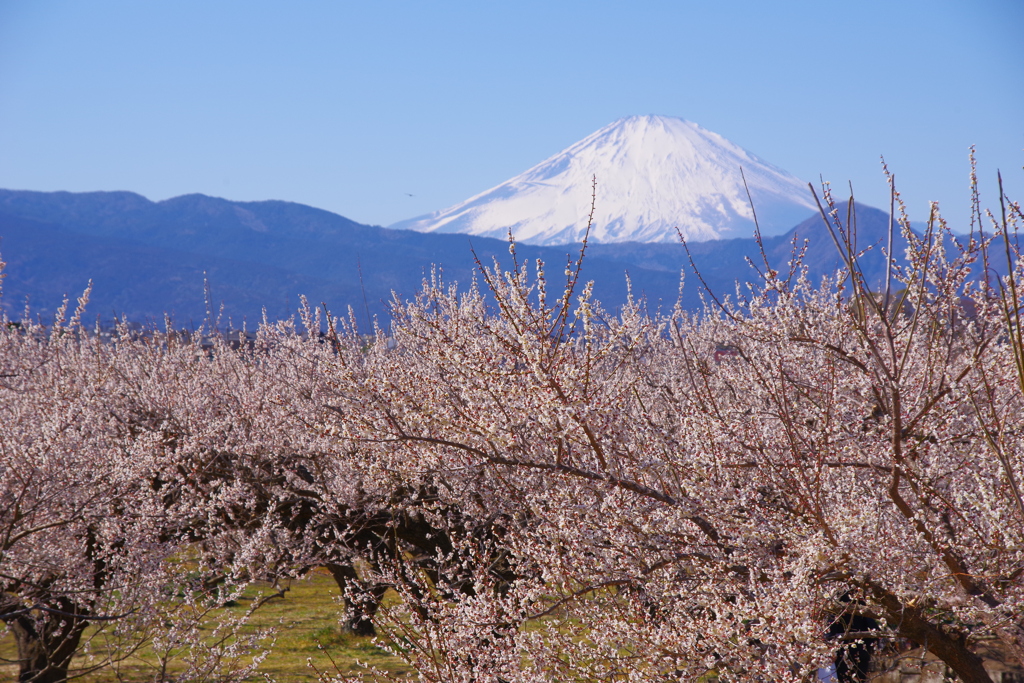 梅林と富士
