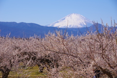 梅林と富士