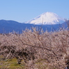梅林と富士