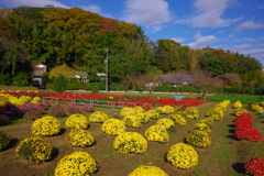 ざる菊