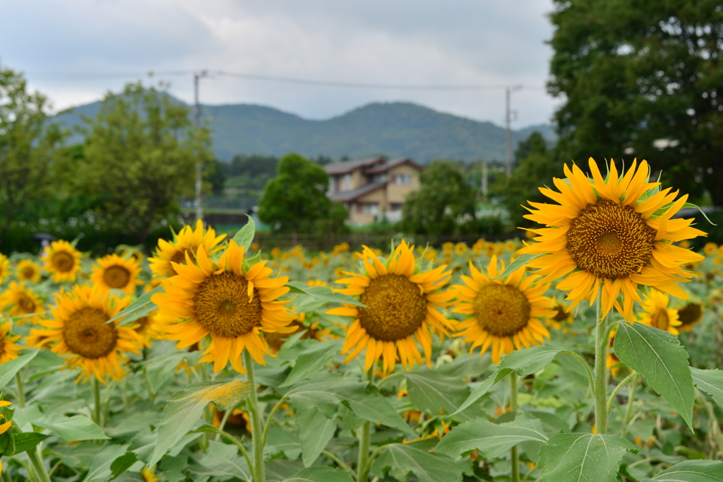 公園のひまわり