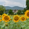 公園のひまわり