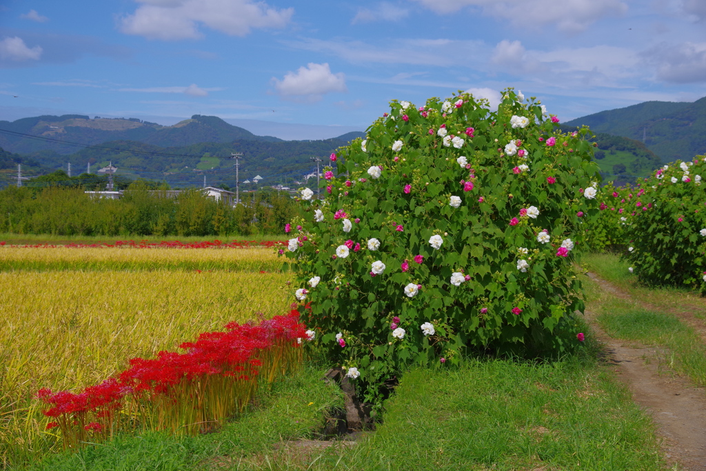 里山の秋