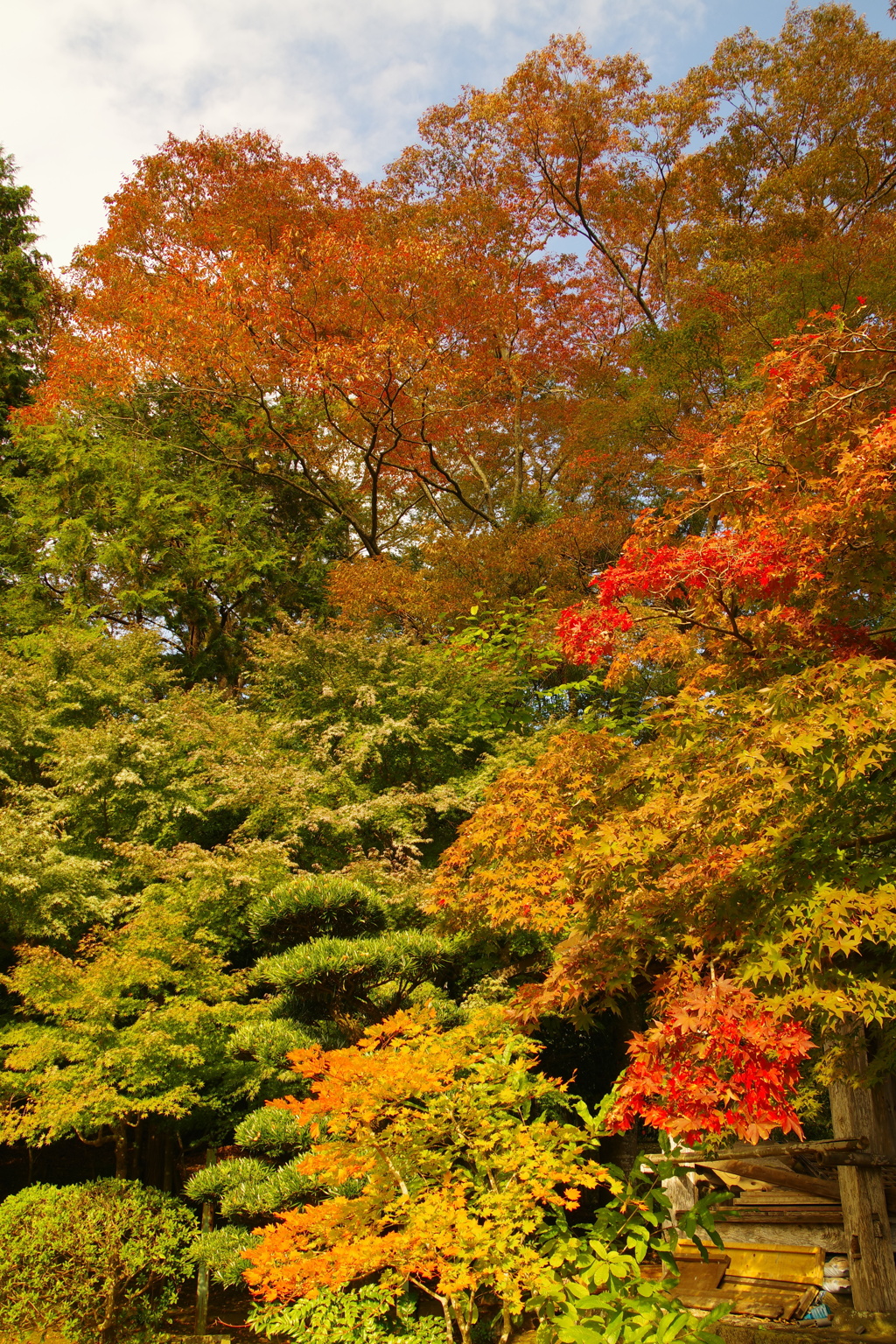紅葉