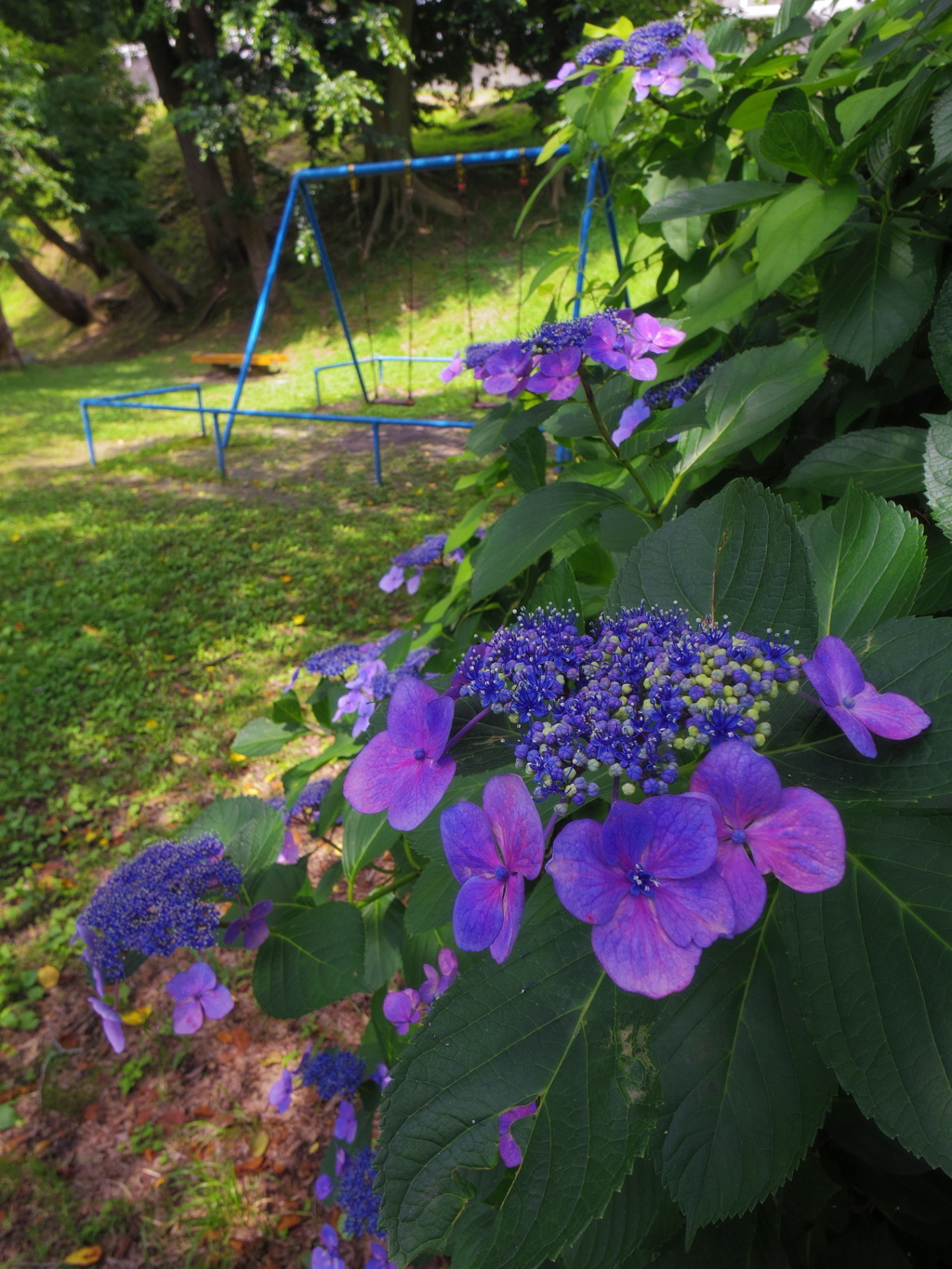 公園のあじさい
