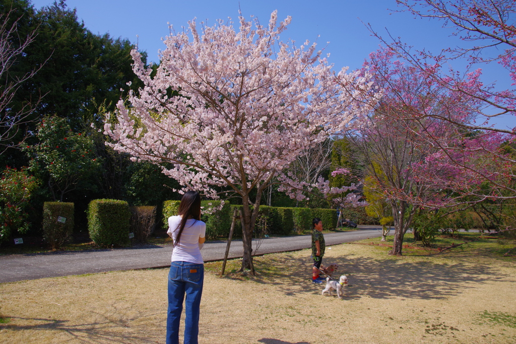 お花