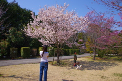 お花