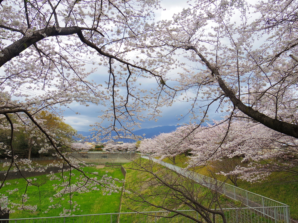 桜の向こうのさくら