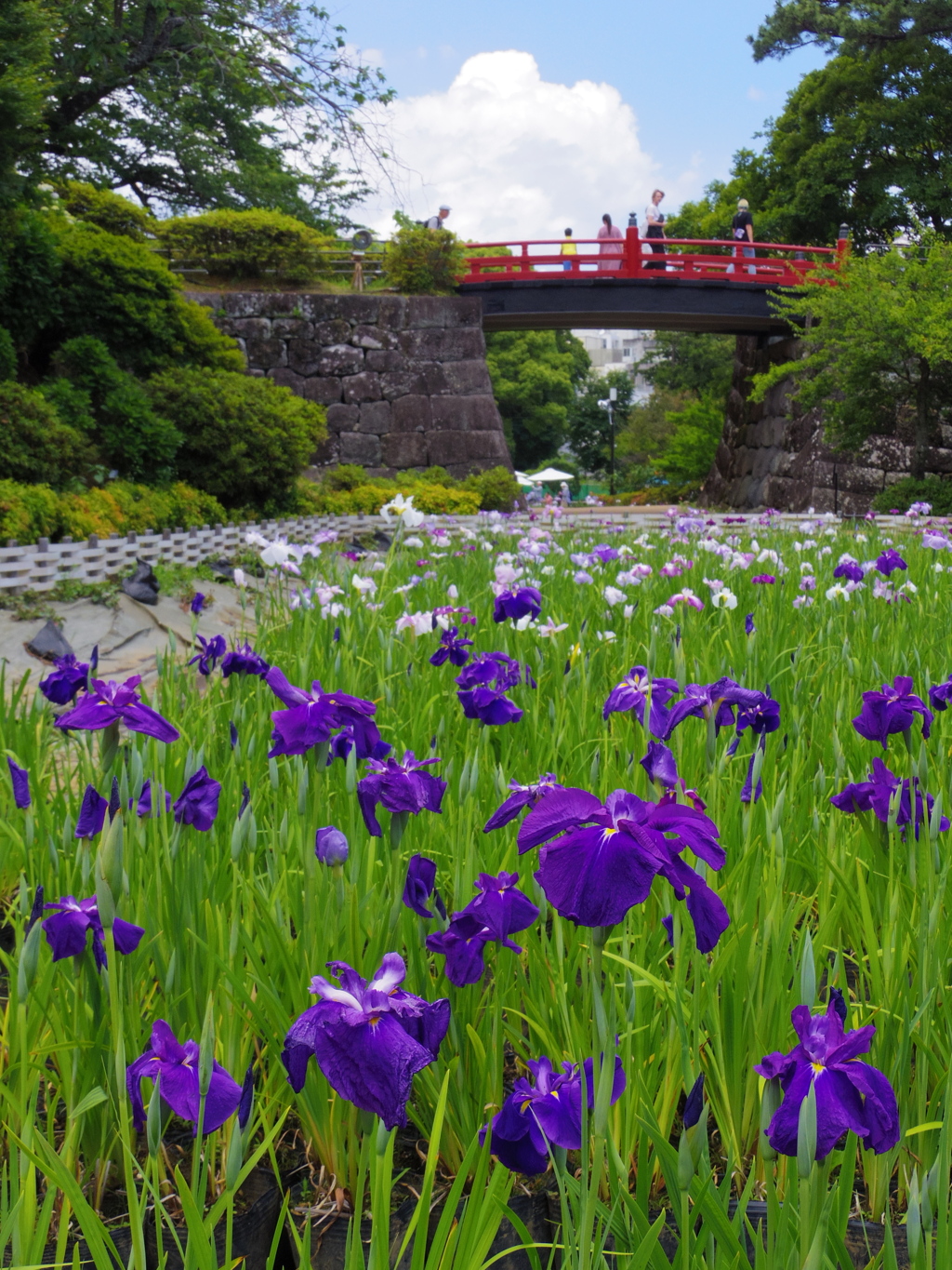 菖蒲の公園