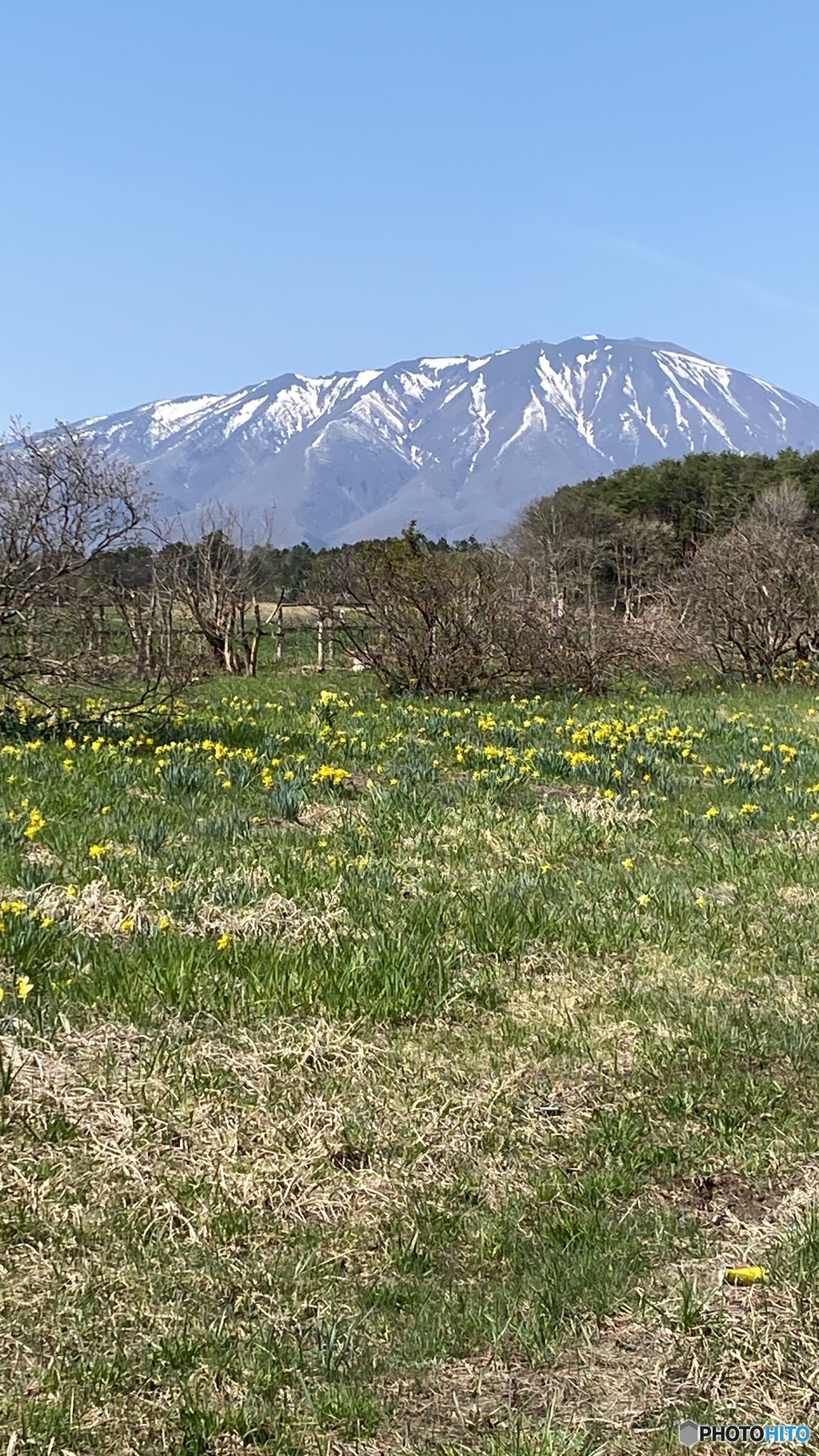 野に咲く花と岩手山