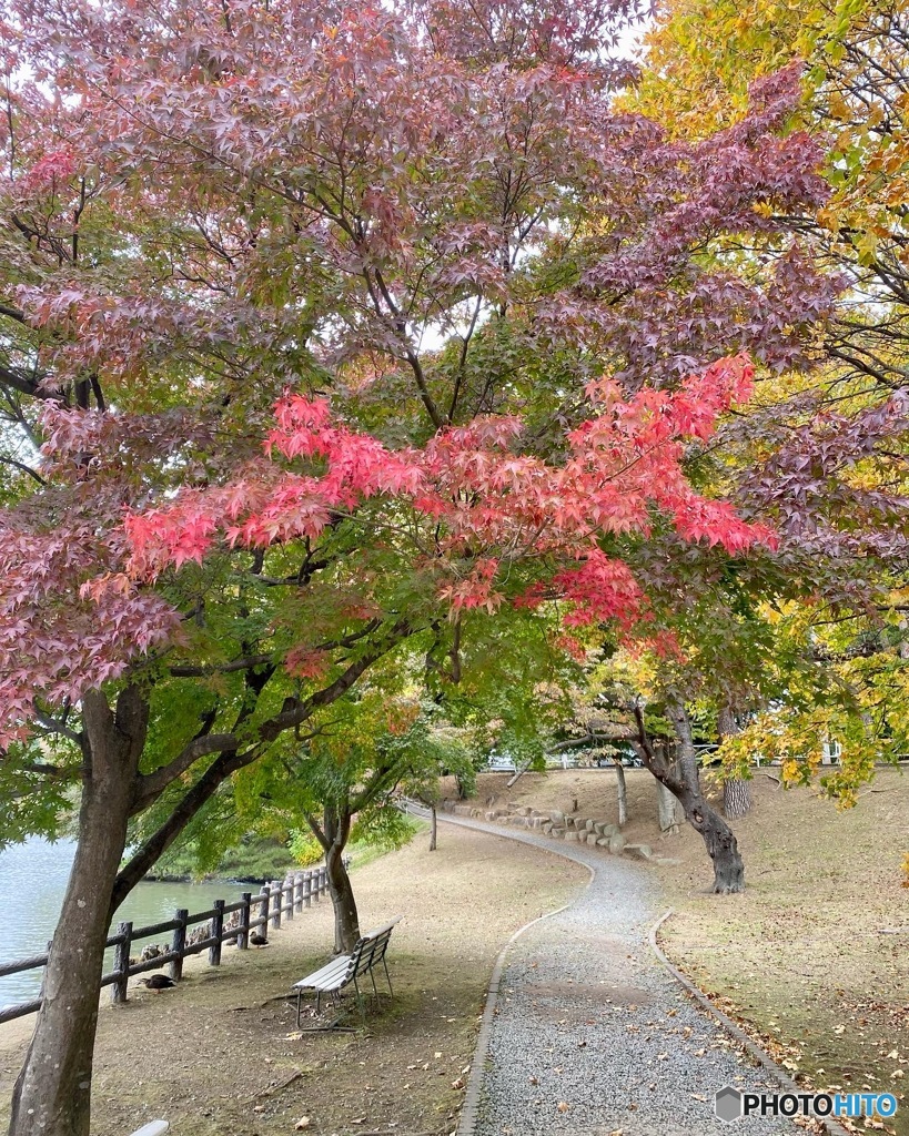 紅葉の散歩道