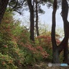 林とツツジ