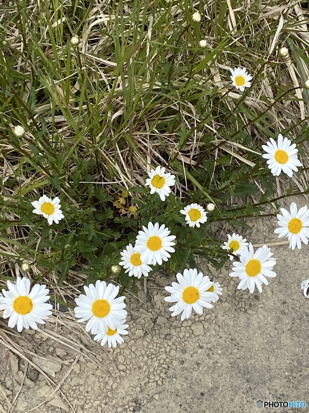 道端に咲く花