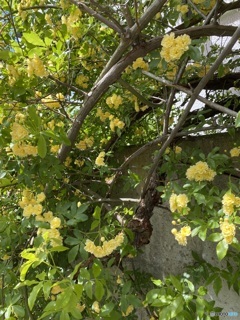 ある庭の黄色いツルバラ