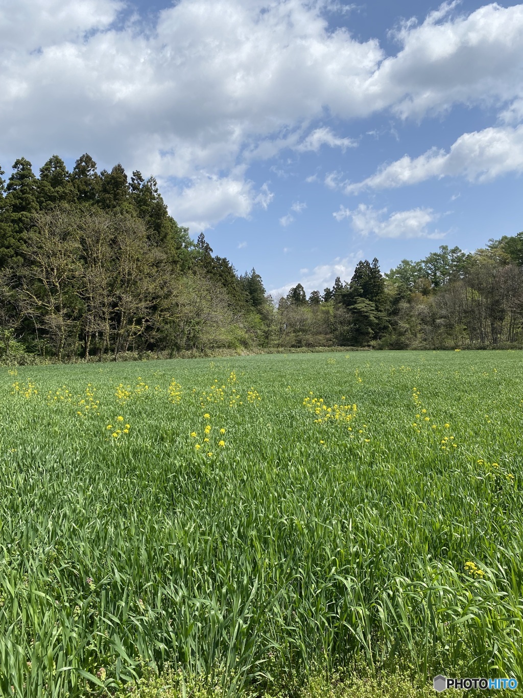 新緑の野原