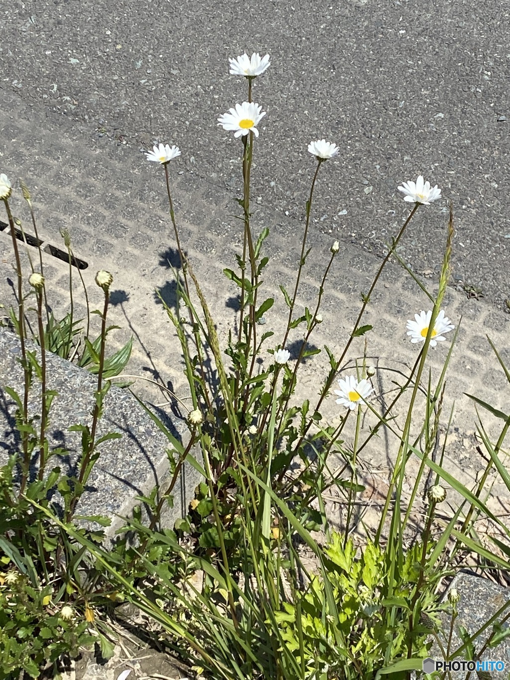 道端の可憐な花
