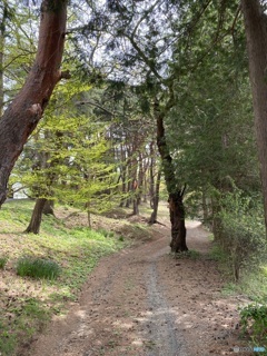 林の散歩道