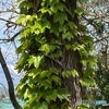 木に巻き付いたツタ