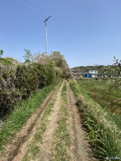 リンゴ畑の道