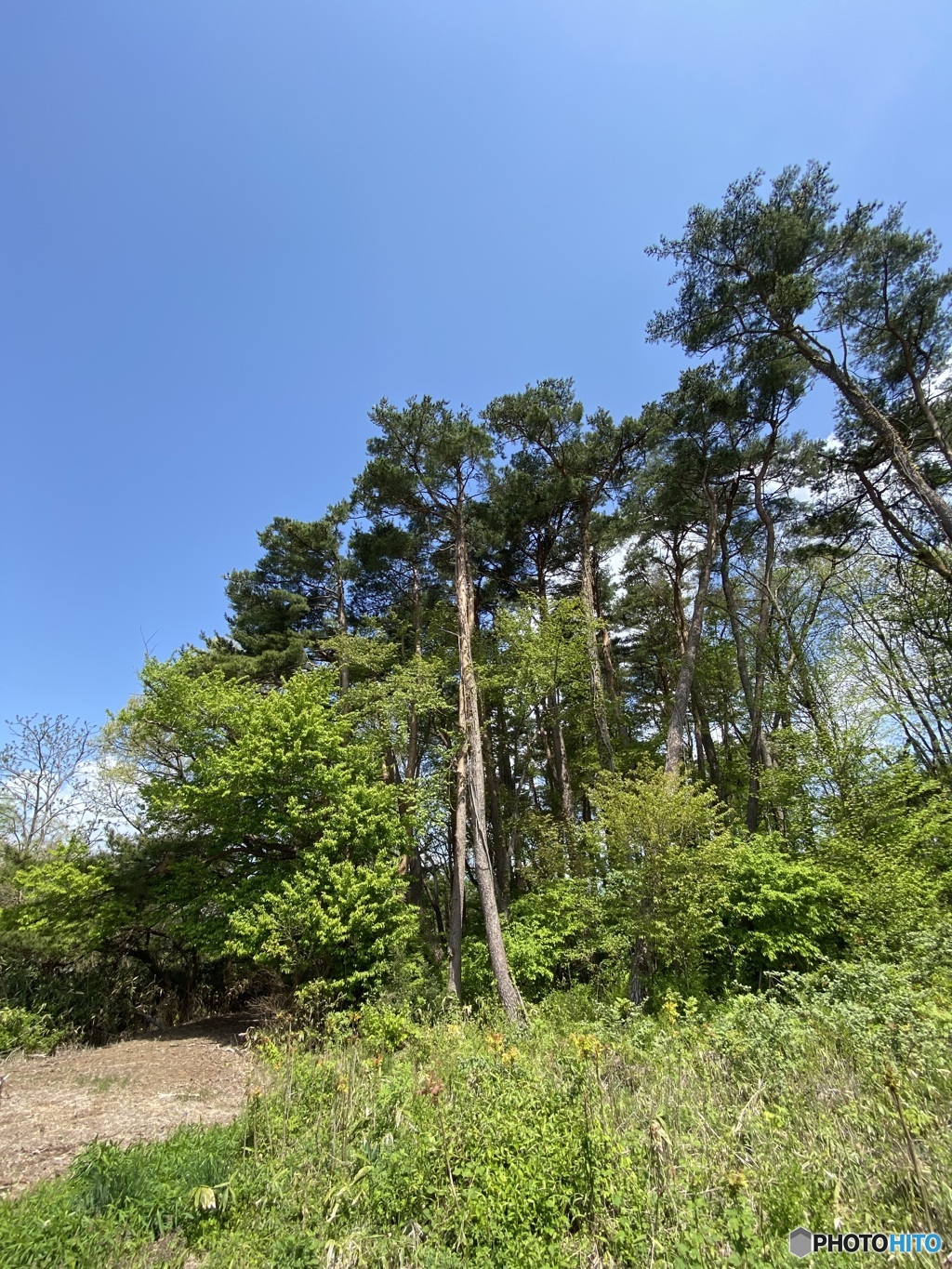 緑の景色
