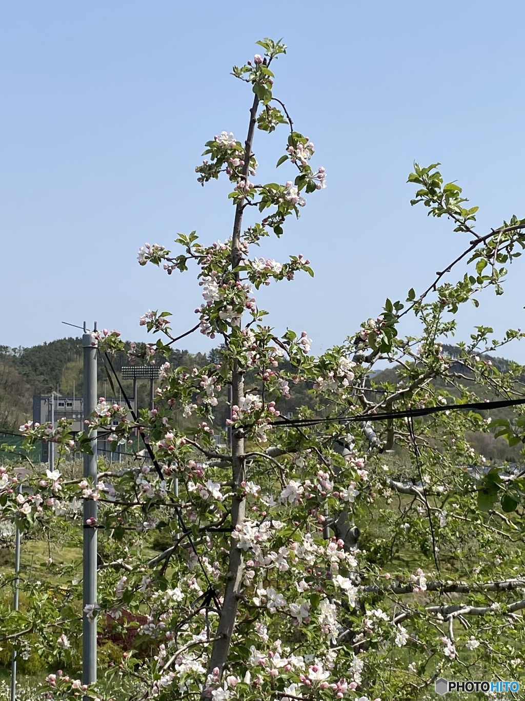 リンゴの花