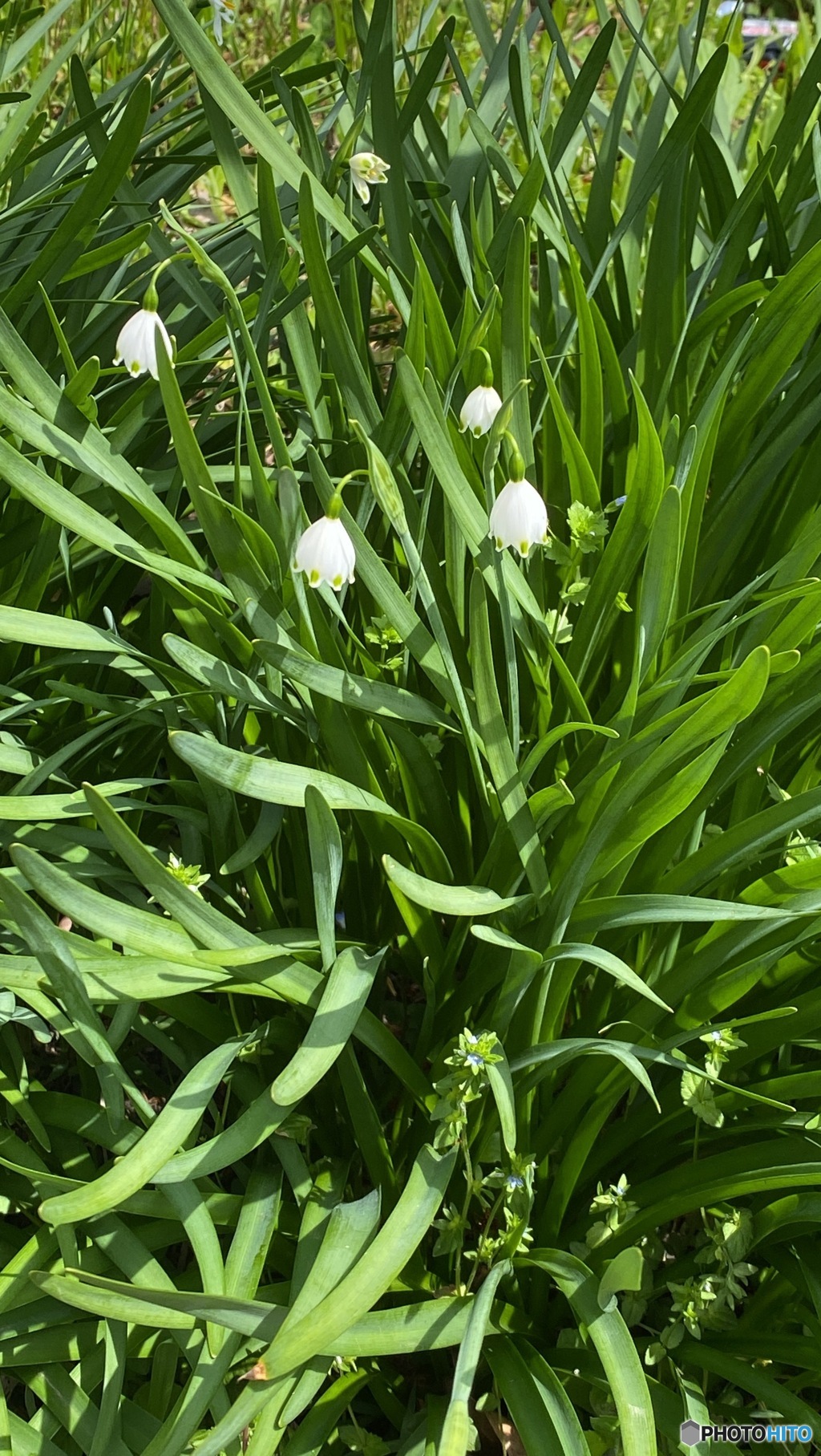 野の花