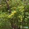 林に咲く花