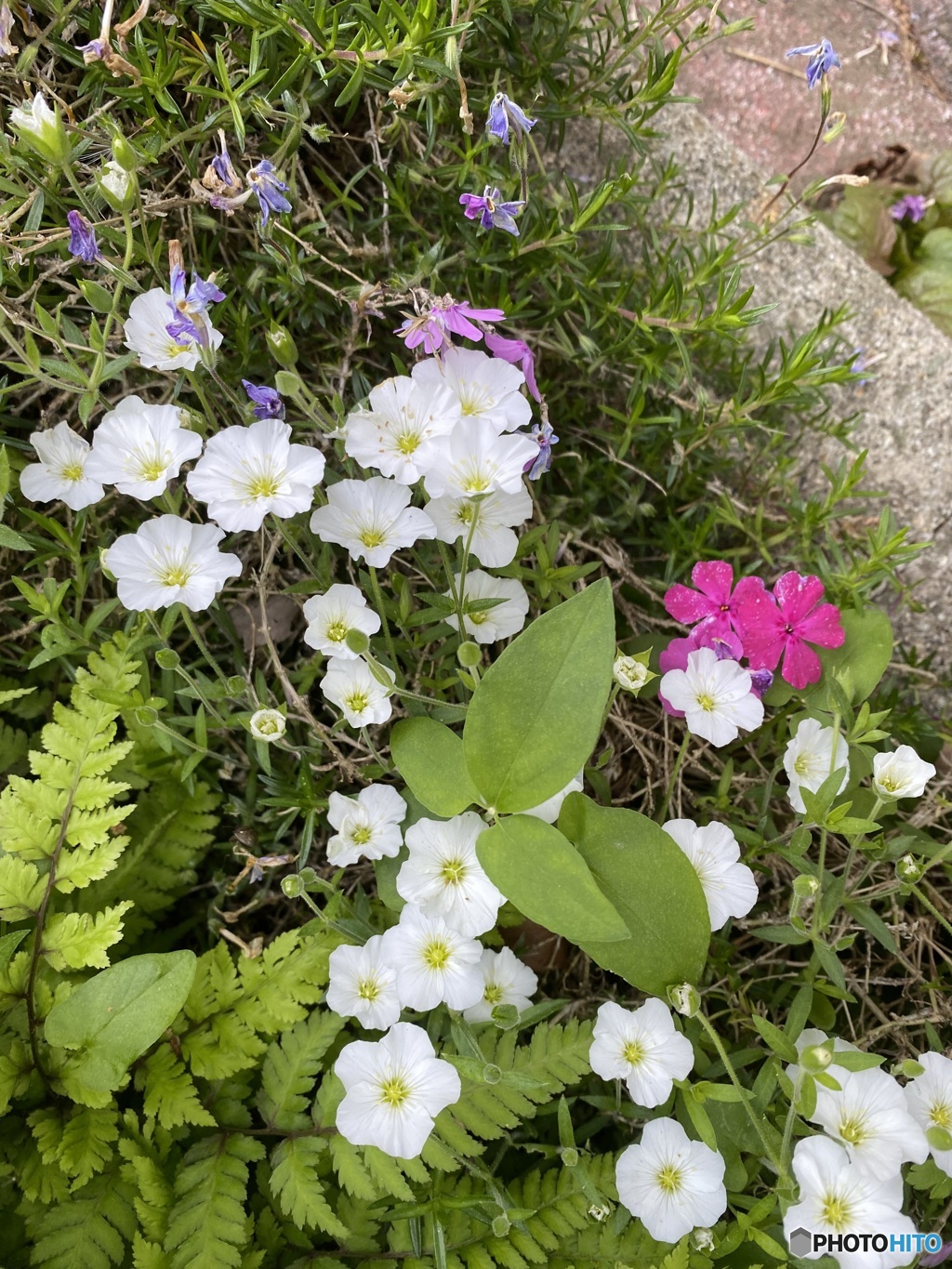 庭の可愛い花