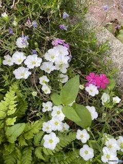 庭の可愛い花