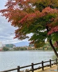 池と紅葉