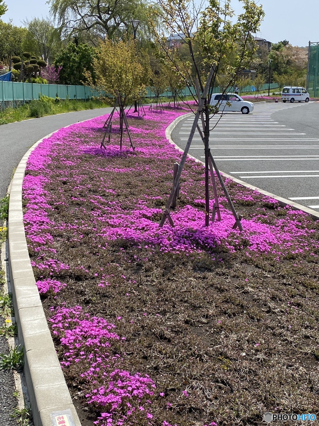 公園のシバザクラ