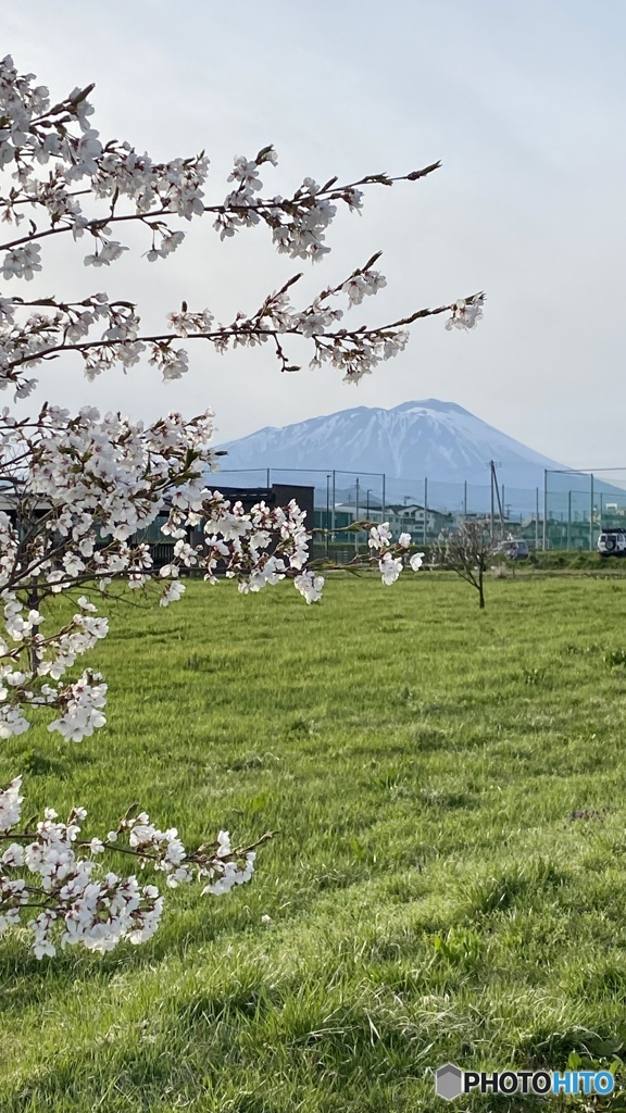 桜