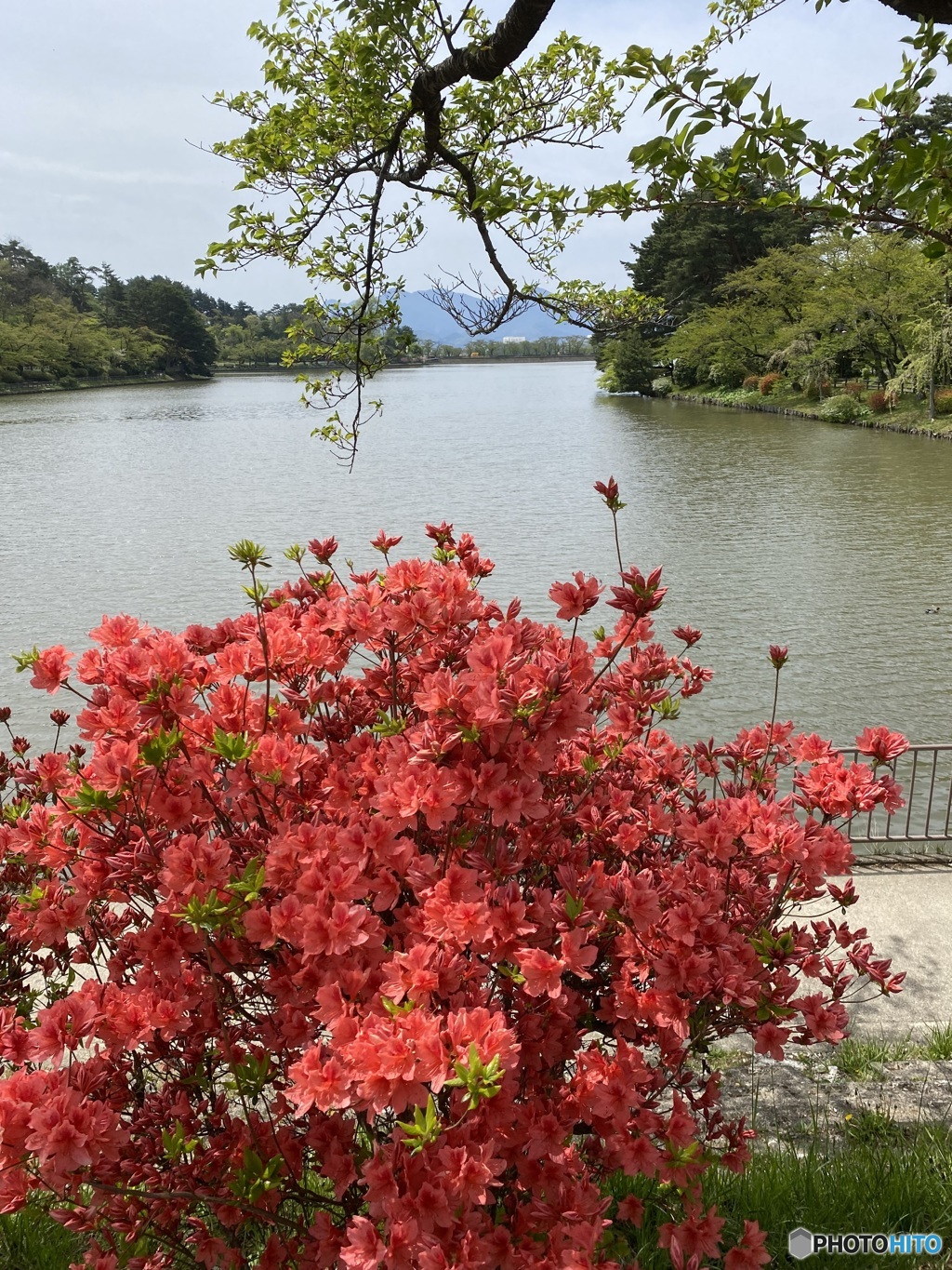 ツツジと池