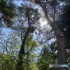 林の風景