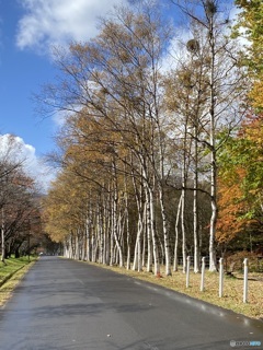 白樺が出迎える道