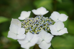 紫陽花