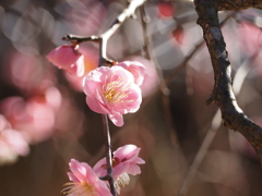 神社の梅