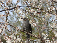 野鳥