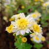 近所のアパートの菊