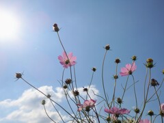 秋の空